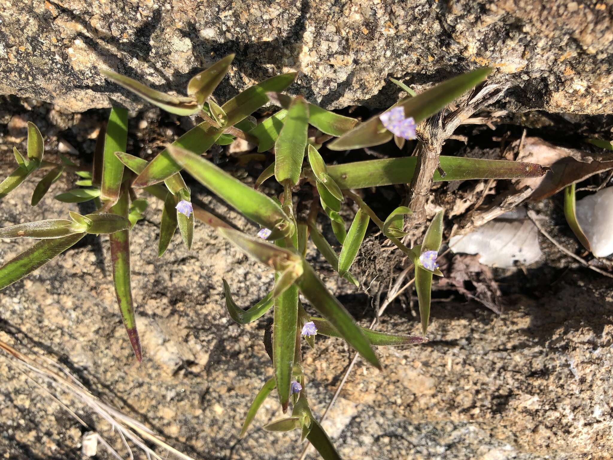 Слика од Cyanotis lapidosa E. Phillips