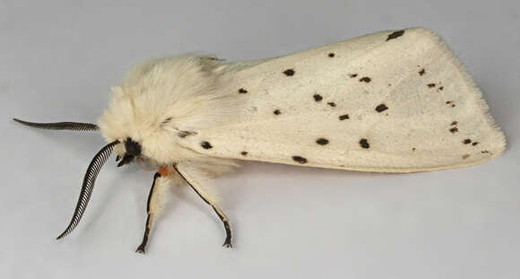 Image of white ermine