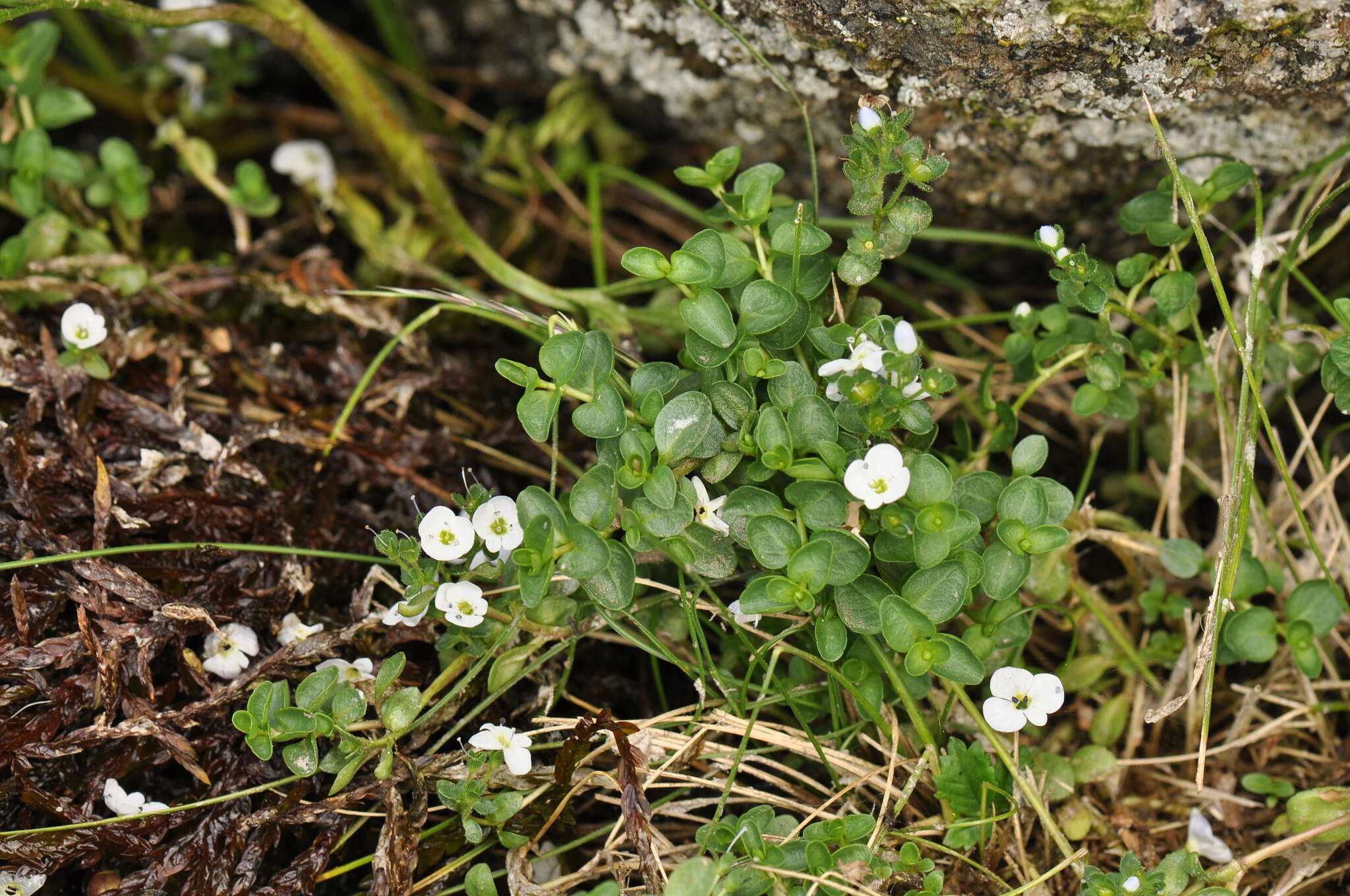 Слика од Veronica repens Clarion ex DC.