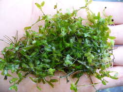 Image of Duckweed