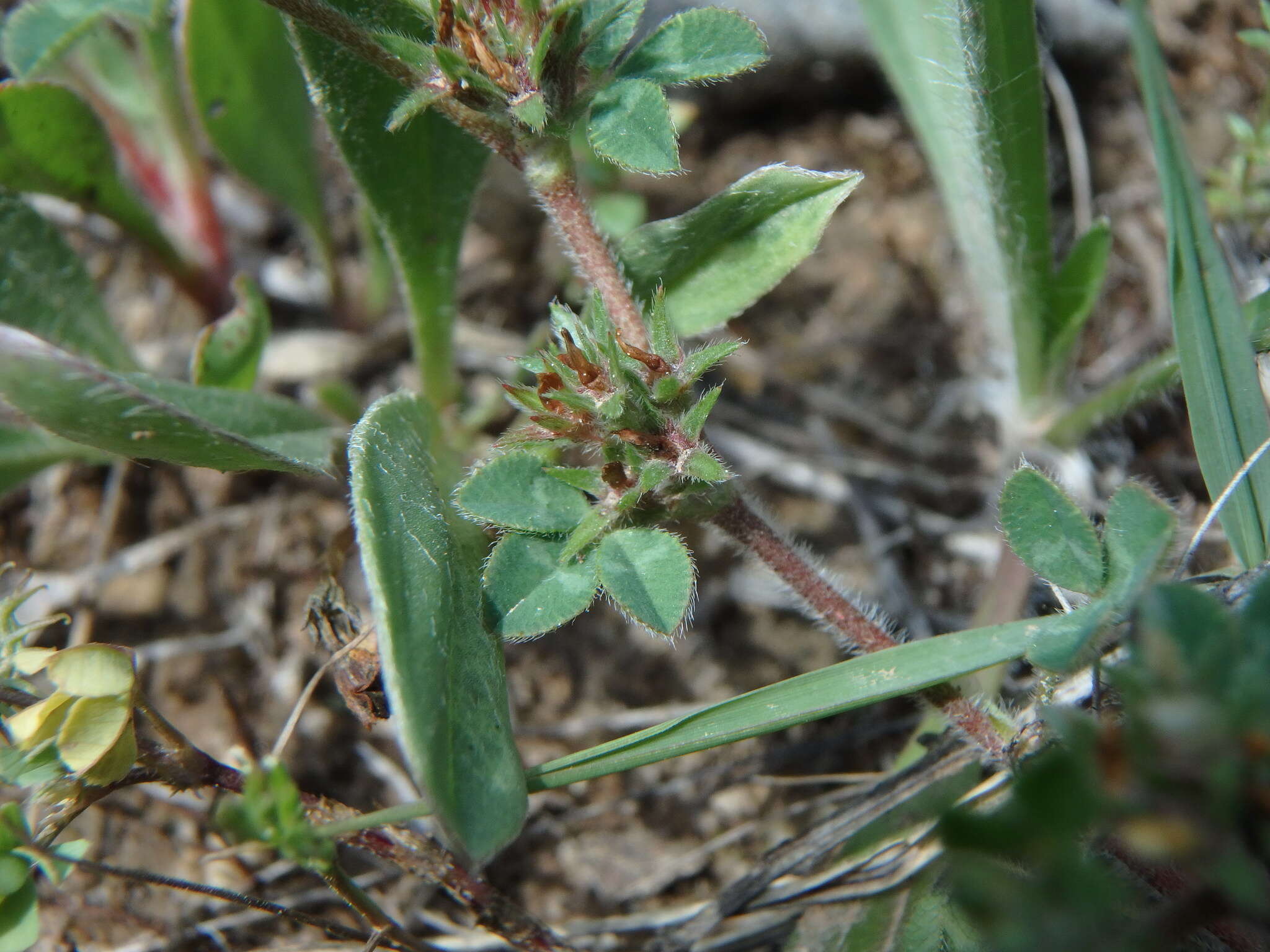 Plancia ëd Trifolium scabrum L.