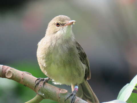 Image of Seychelles Brush Warbler