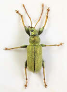 صورة Phyllobius (Dieletus) argentatus Linnaeus 1758