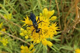 Image of Rusby's goldenbush