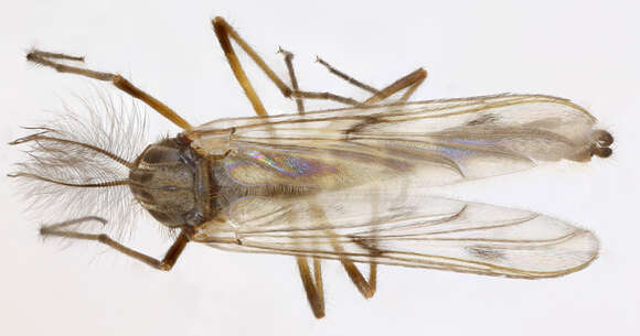 Macropelopia nebulosa (Meigen 1804) resmi