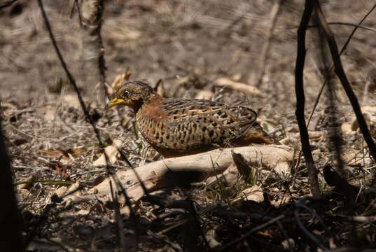 Image of Red-backed Button-quail