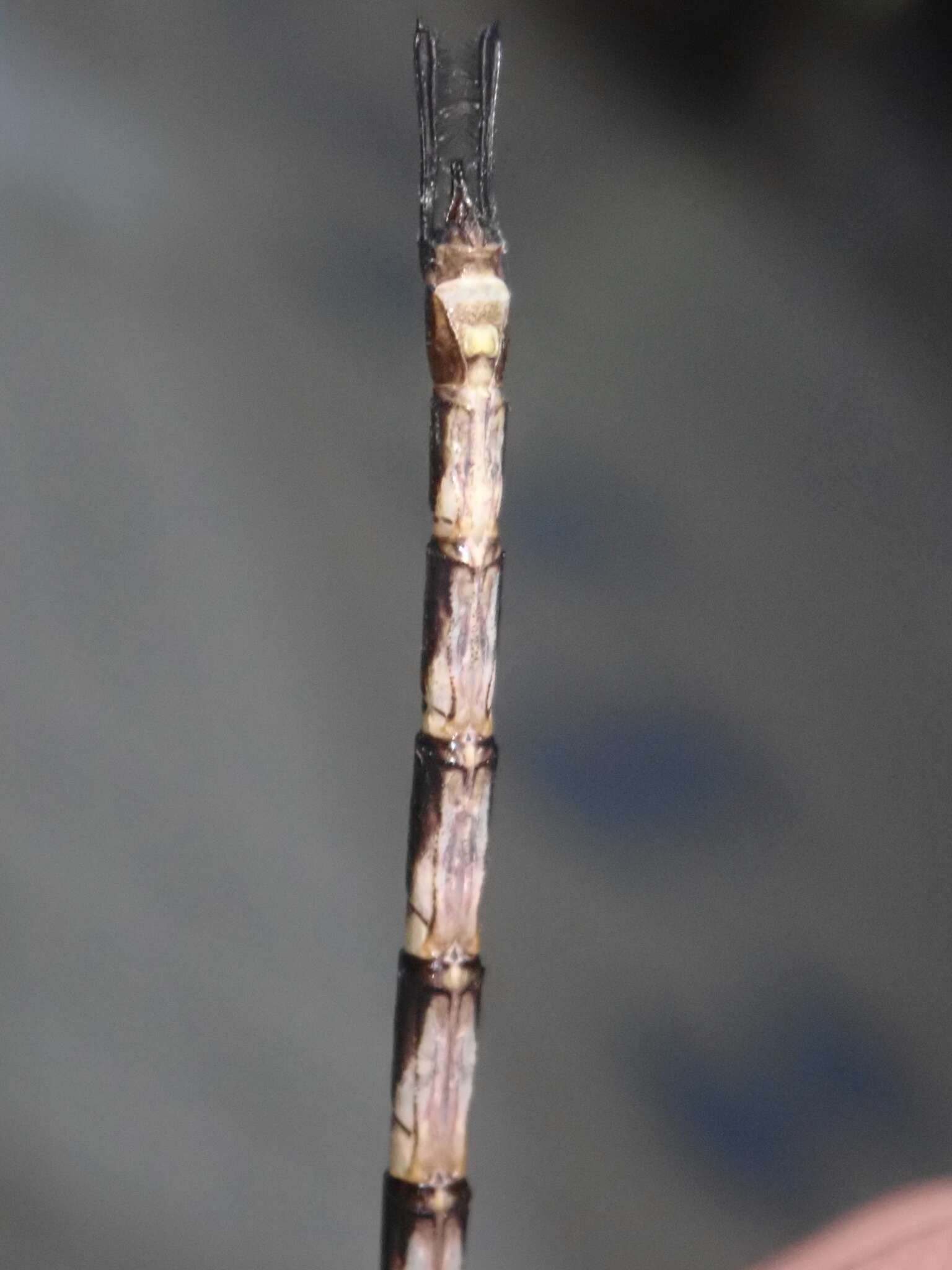 Image of Gynacantha hyalina Selys 1882