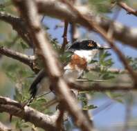 Image of Pygmy Batis