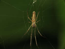 Image de Tetragnatha extensa (Linnaeus 1758)