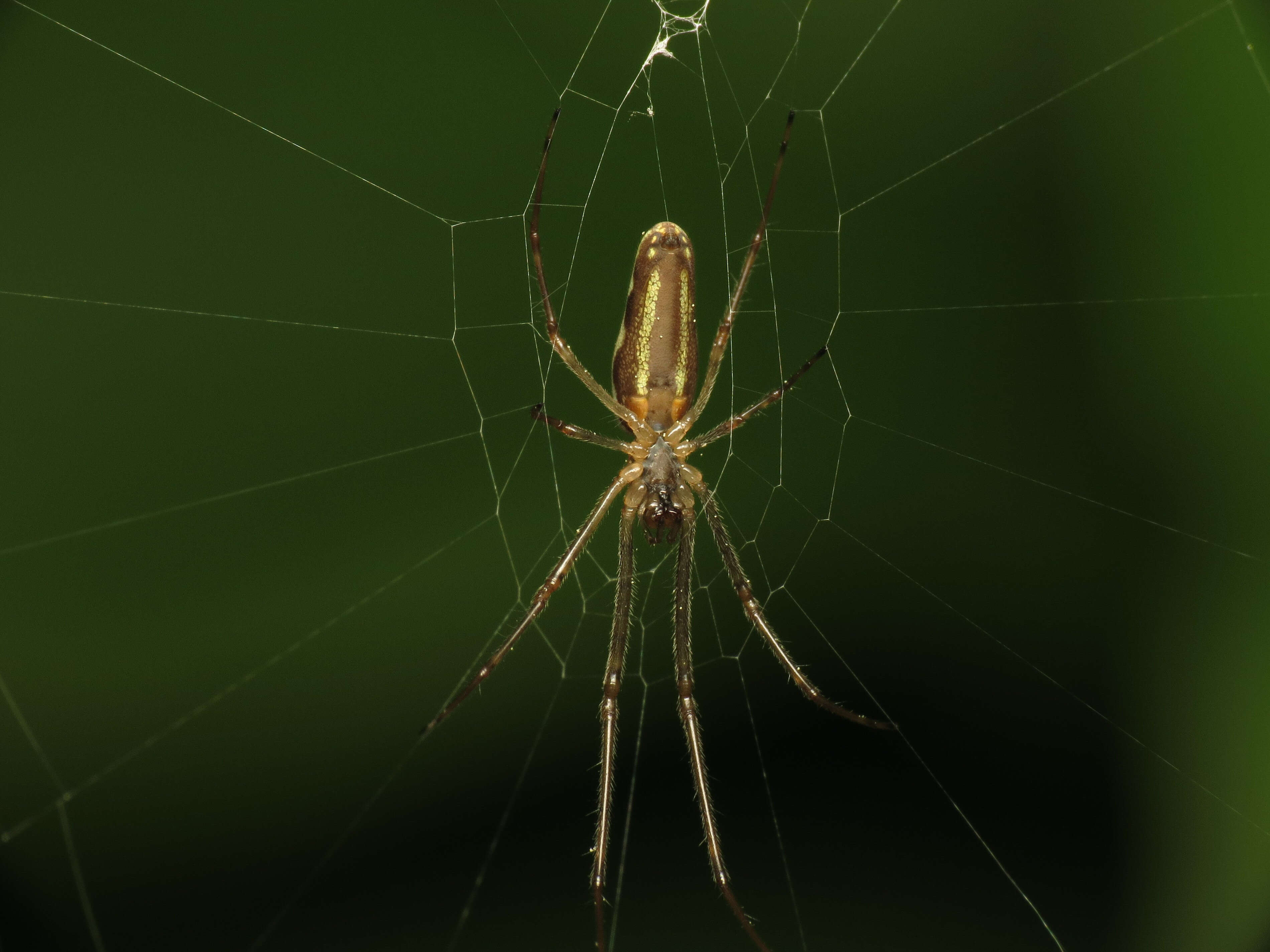 Image de Tetragnatha extensa (Linnaeus 1758)