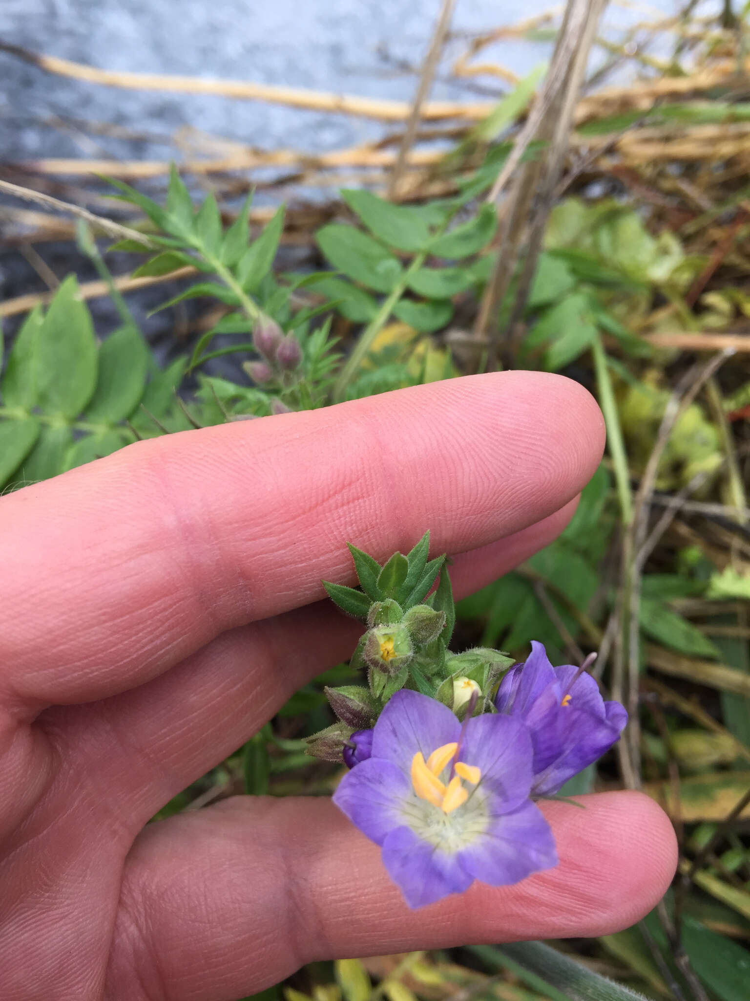 Image of western polemonium