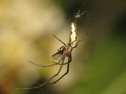 Image of Tetragnatha extensa (Linnaeus 1758)