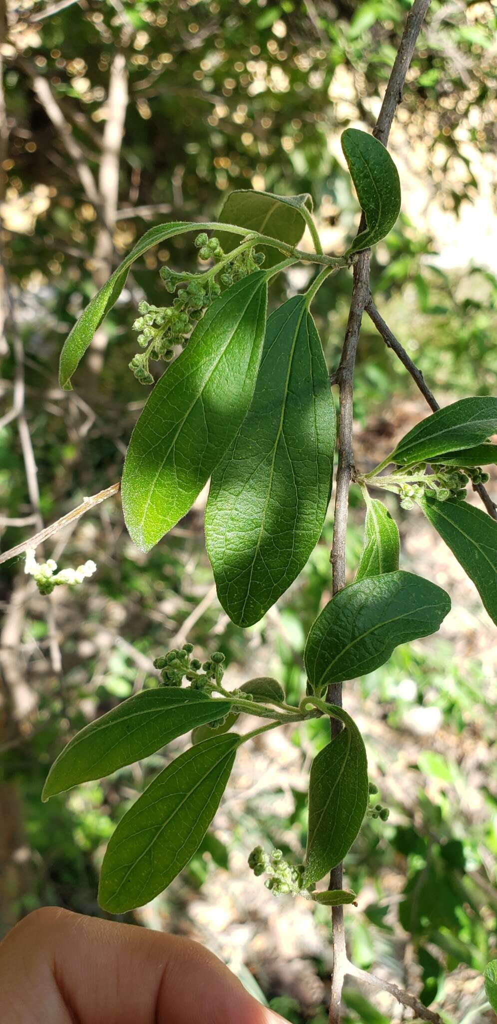 Image de Neopringlea integrifolia (Hemsl.) S. Wats.