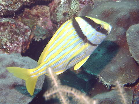 Image of Porkfish