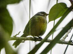 Image of Torreornis Barbour, Peters & JL 1927