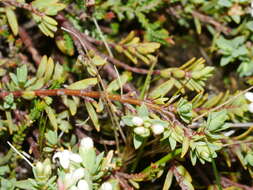 Image of Pimelea prostrata subsp. vulcanica C. J. Burrows