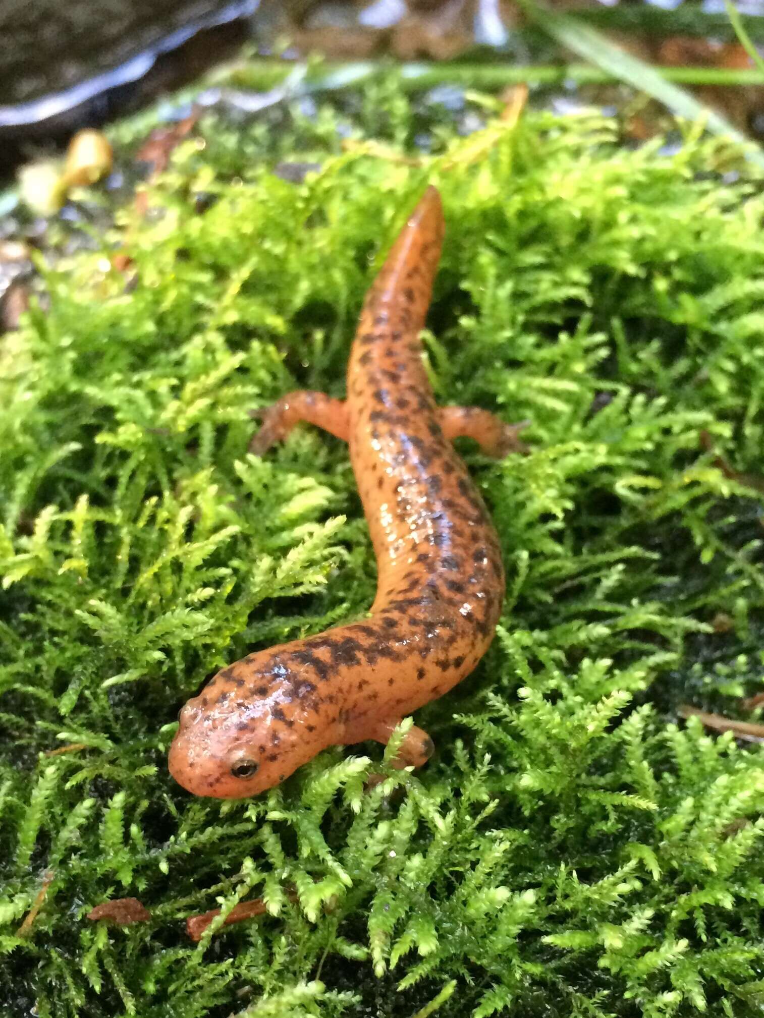 Image of Red Salamander