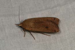 Image of Large Yellow Underwing