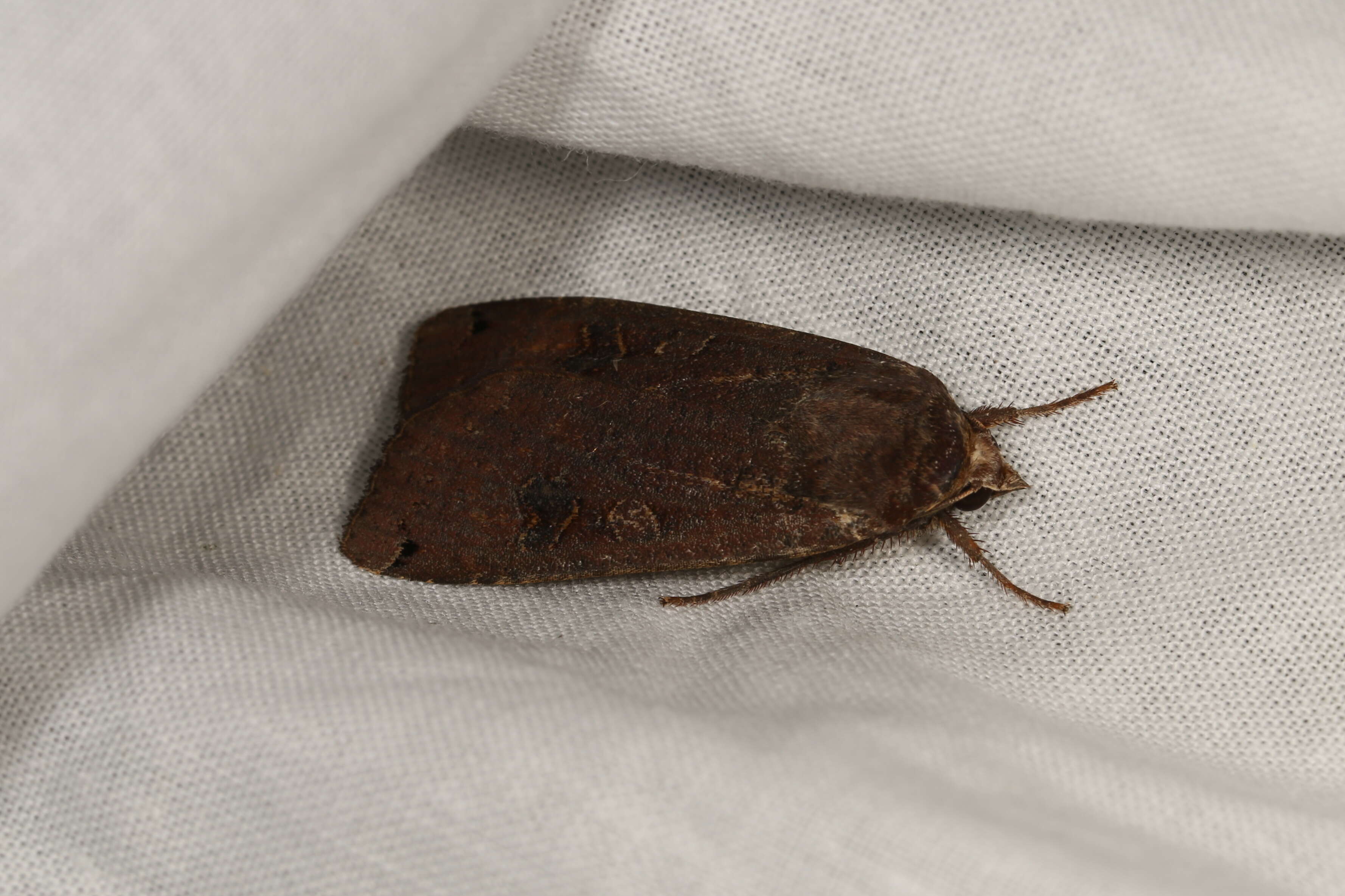 Image of Large Yellow Underwing