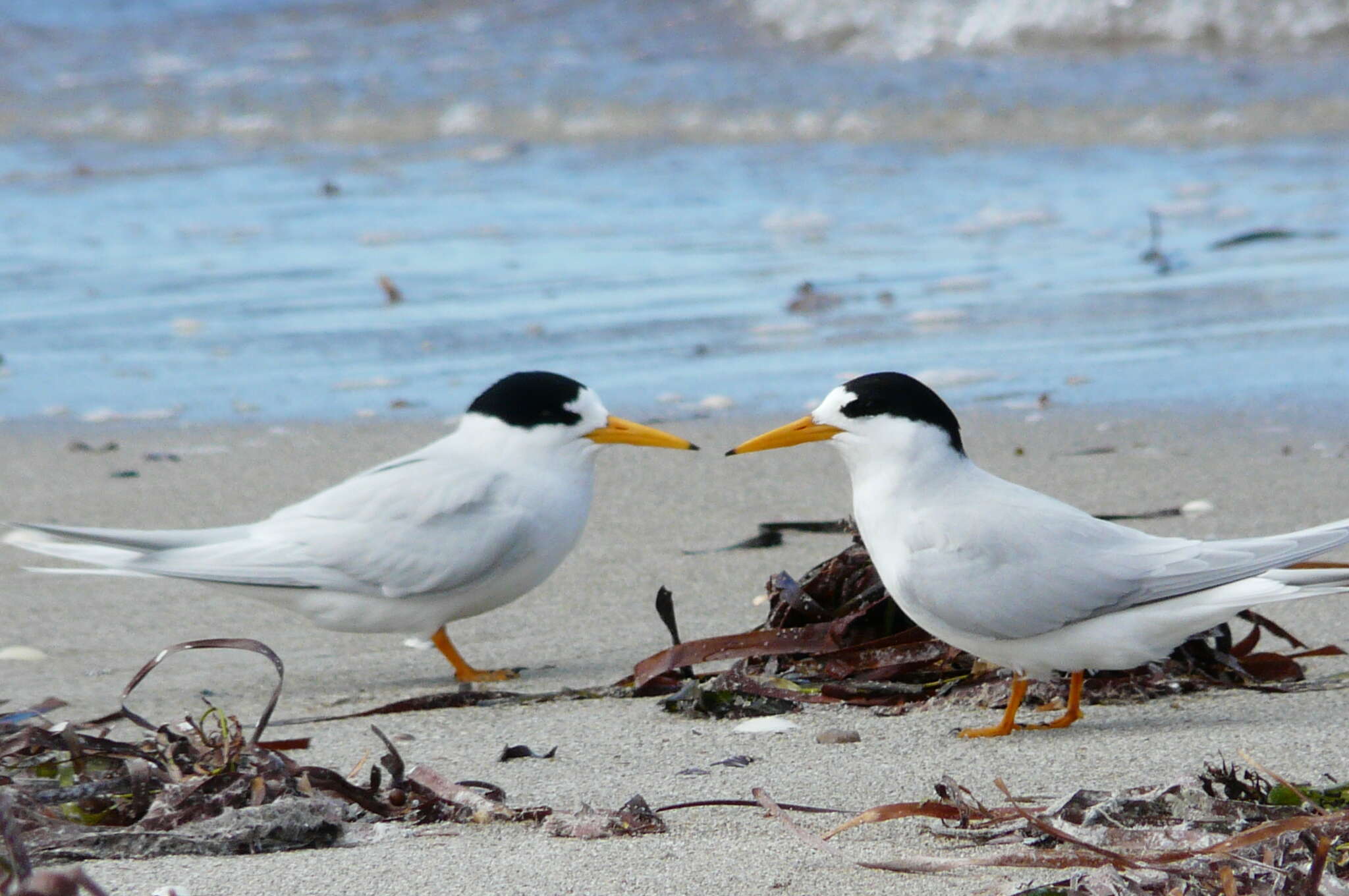 Image of Fairy Tern