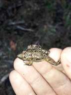 Image of Iberian Painted Frog