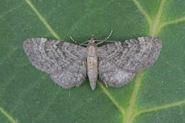 Imagem de Eupithecia haworthiata Doubleday 1856