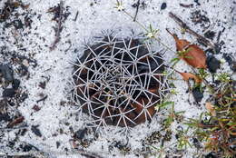 Image of Melocactus violaceus subsp. violaceus