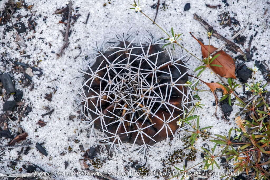 Sivun Melocactus violaceus subsp. violaceus kuva