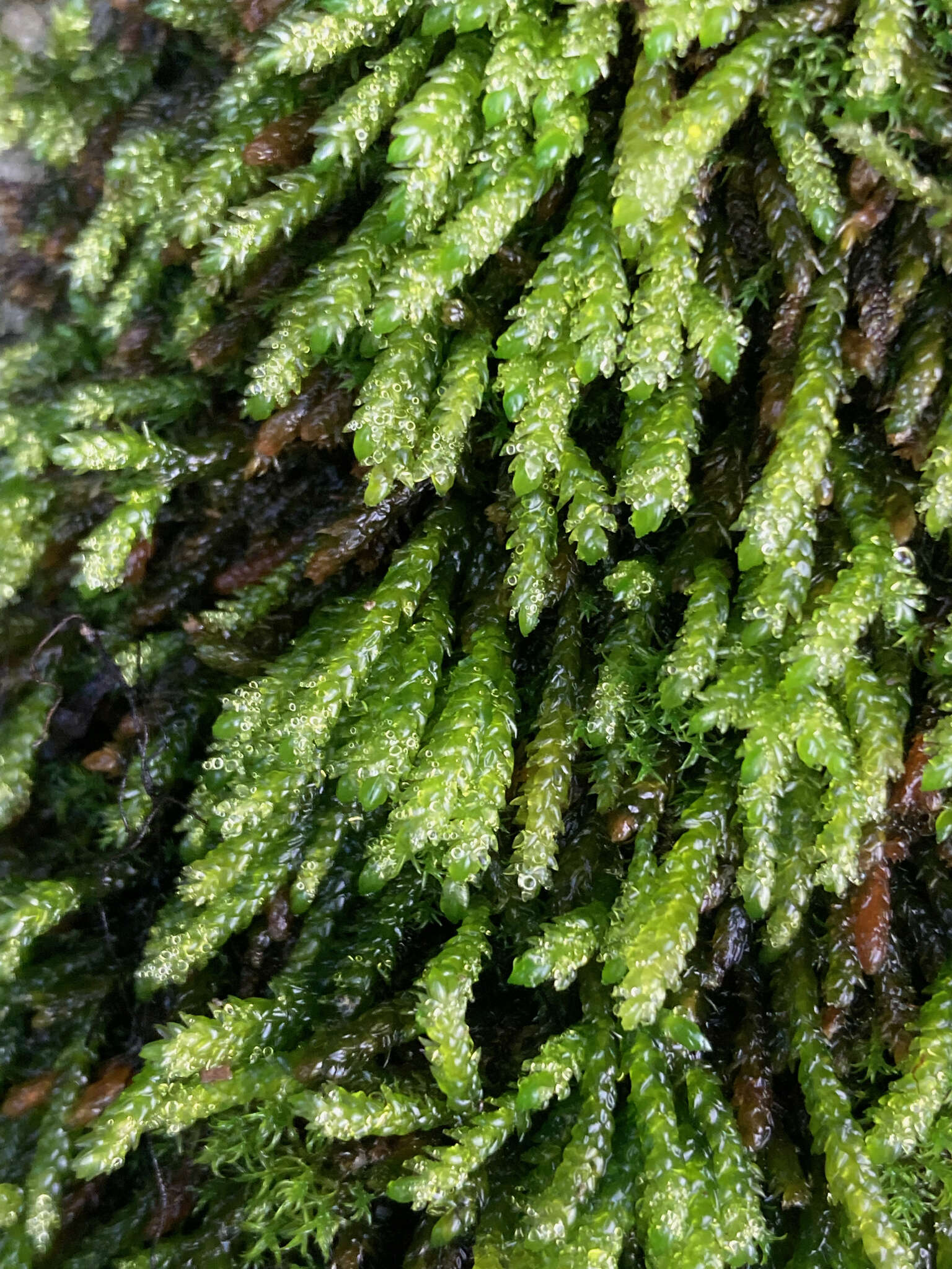 Image of obtuseleaf scleropodium moss