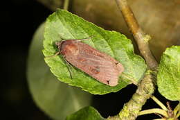 Image of Large Yellow Underwing