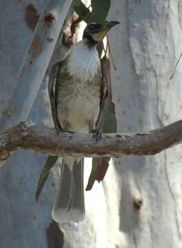 Image of Noisy Friarbird