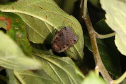 Image of Large Yellow Underwing