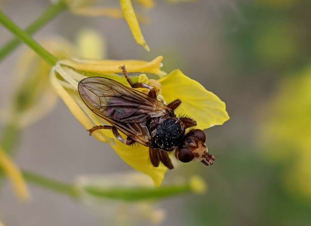 Imagem de Myopa fasciata Meigen 1804