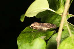 Image of Large Yellow Underwing