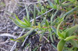 Image of Crassula cymosa Berg.