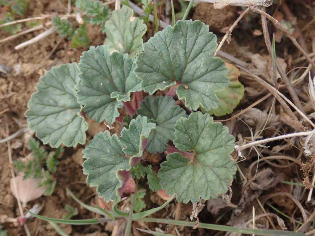 Imagem de Erodium macrophyllum Hook. & Arn.