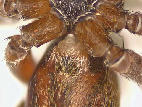 Image of wolf spiders