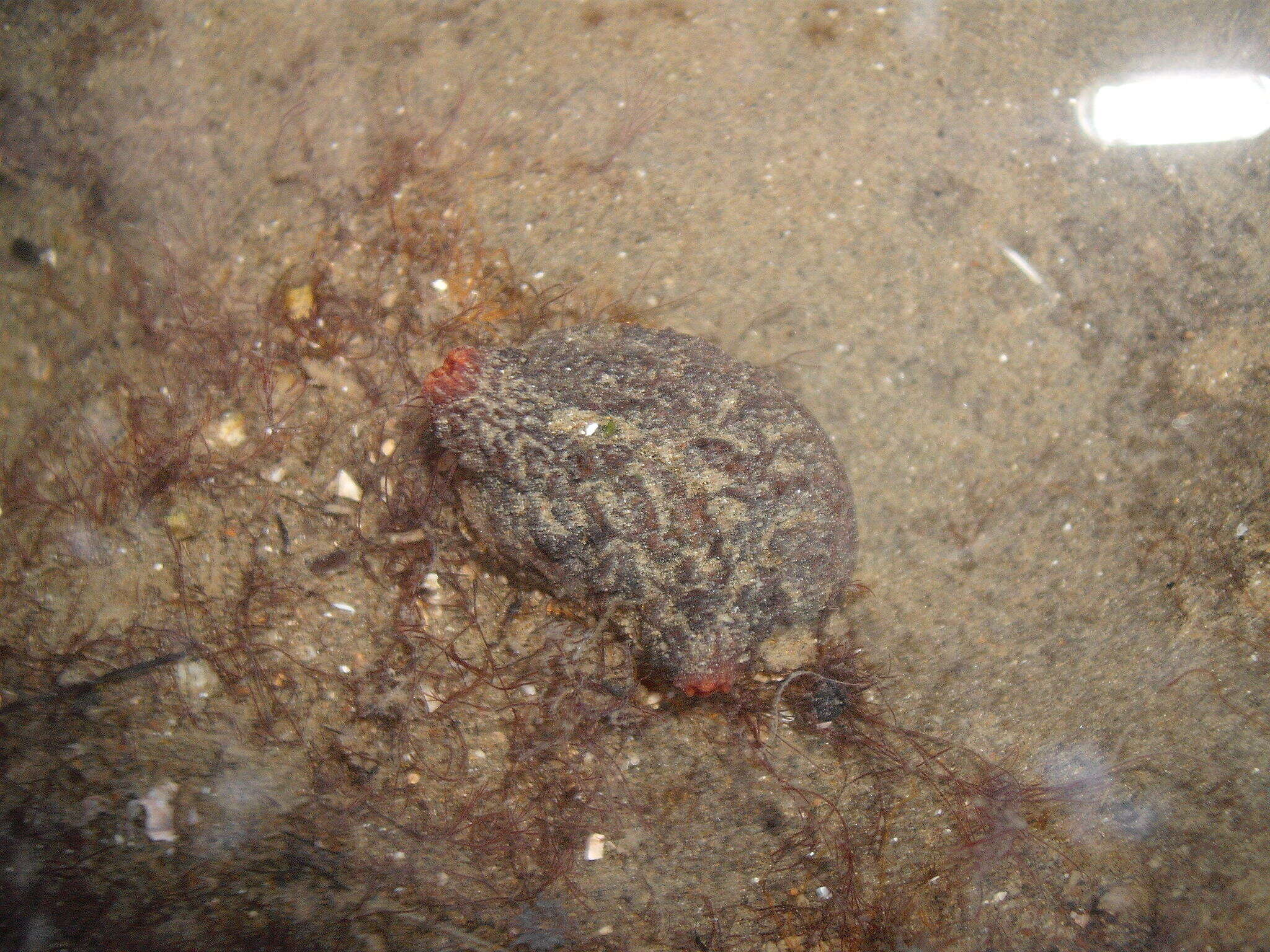 Image of Tunicate