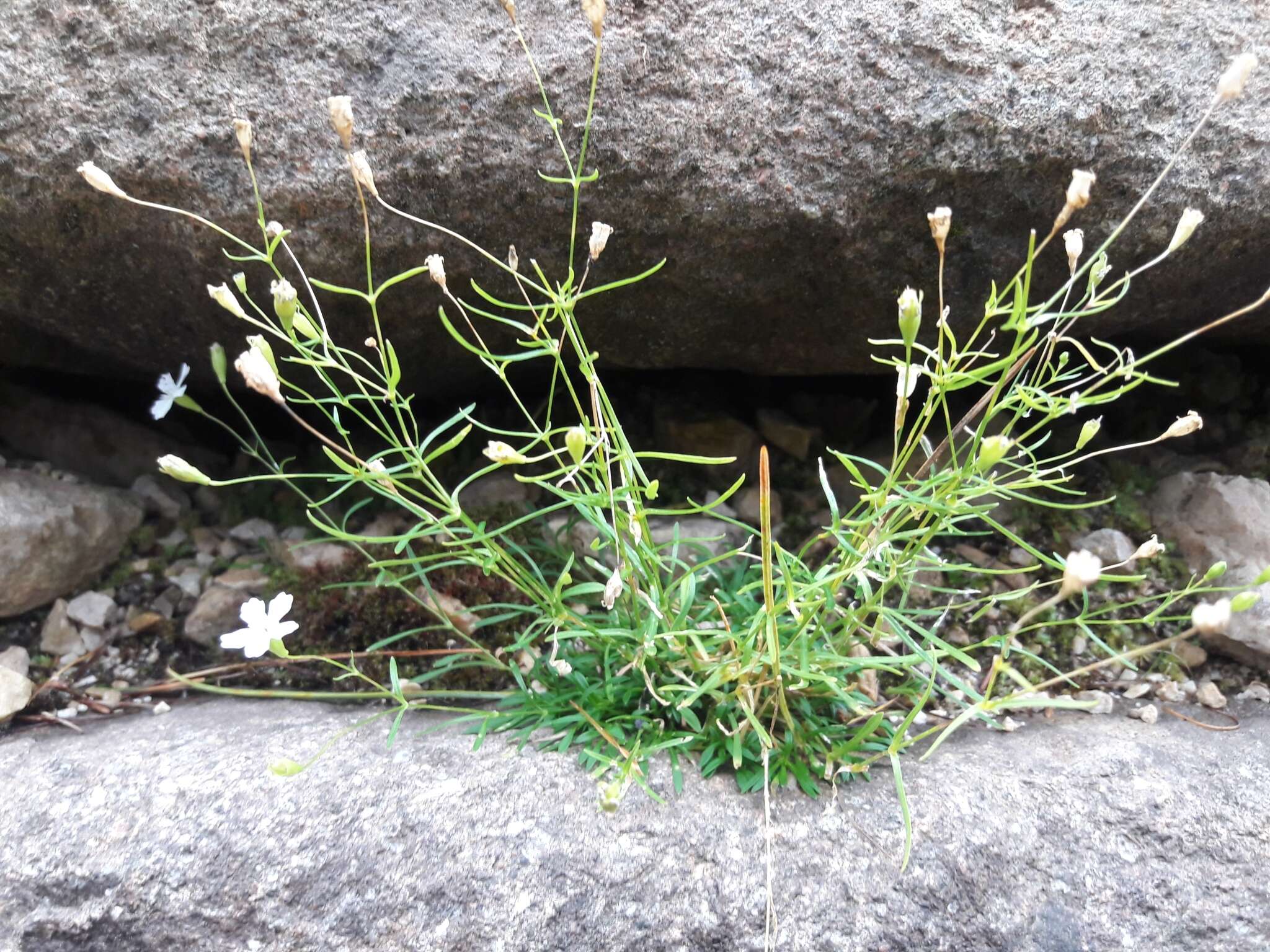 Image de Heliosperma pusillum (Waldst. & Kit.) Rchb.