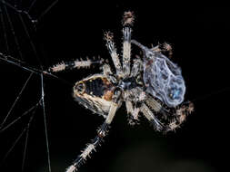 Imagem de Araneus tartaricus (Kroneberg 1875)