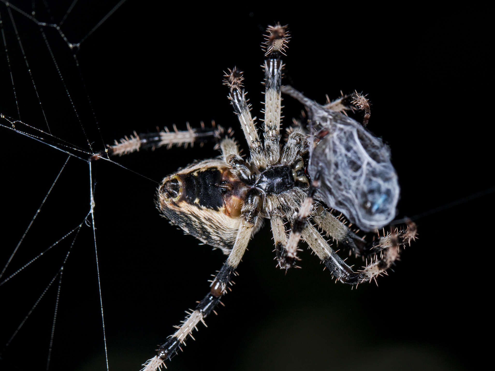 Imagem de Araneus tartaricus (Kroneberg 1875)