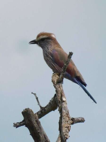 Image of Purple Roller