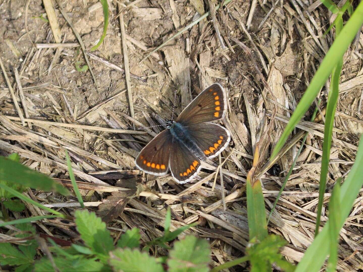 Image of brown argus