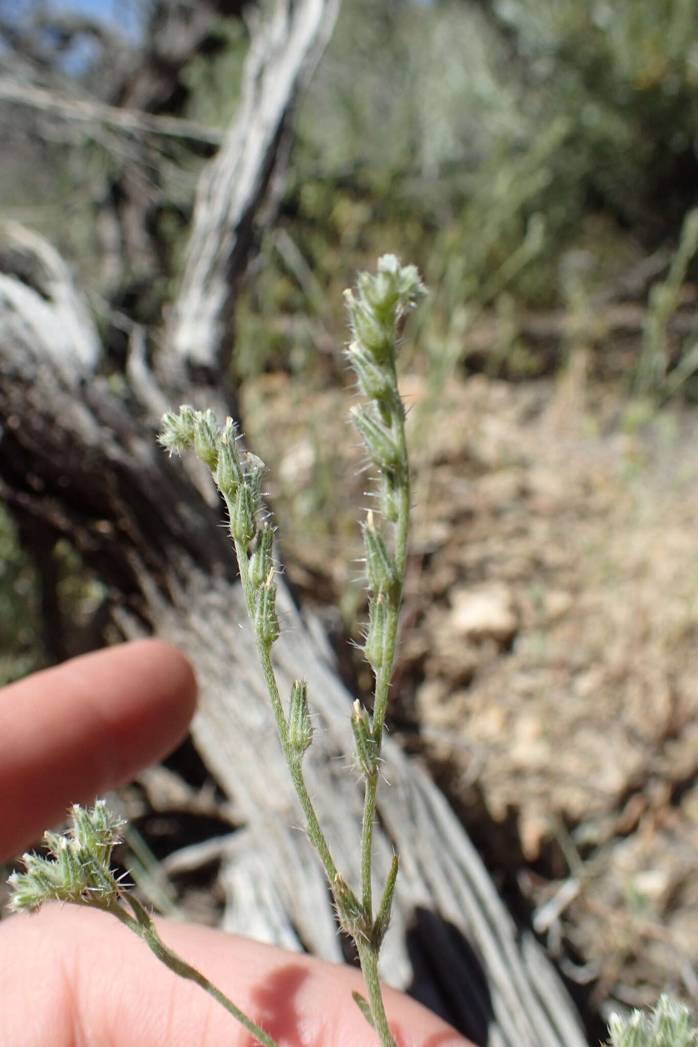 Image de Cryptantha scoparia A. Nels.