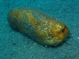 Image of Brown Sandfish