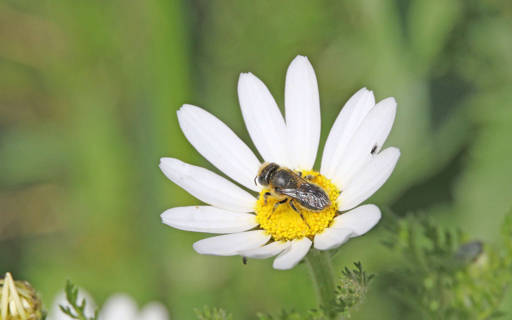 Image of Osmia latreillei (Spinola 1806)