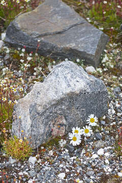 Image of false mayweed