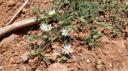 Image of sandwort drymary