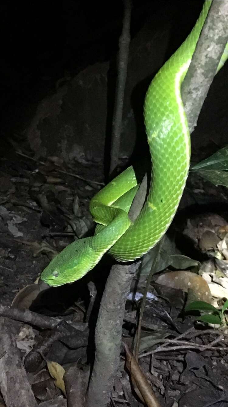 Image of Coffee Palm Viper