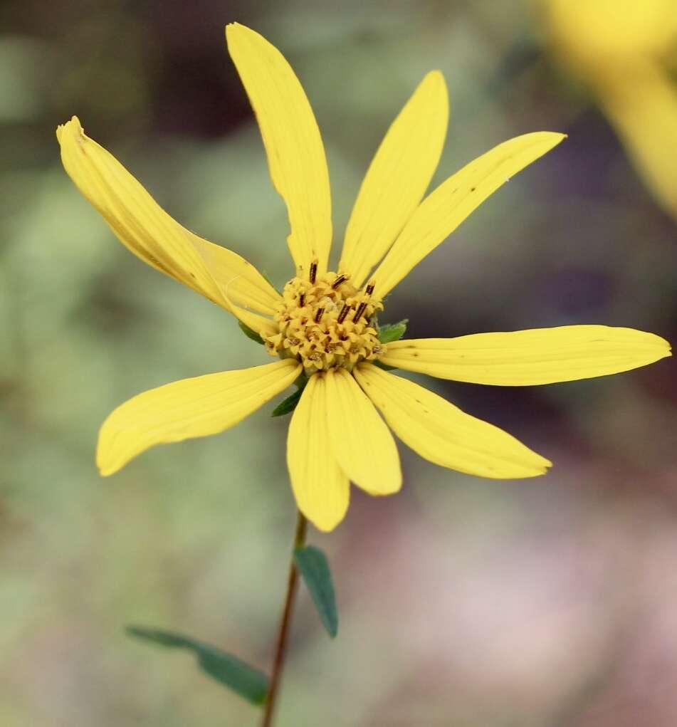 Imagem de Phoebanthus grandiflora (Torr. & A. Gray) Blake